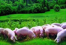 农场小猪